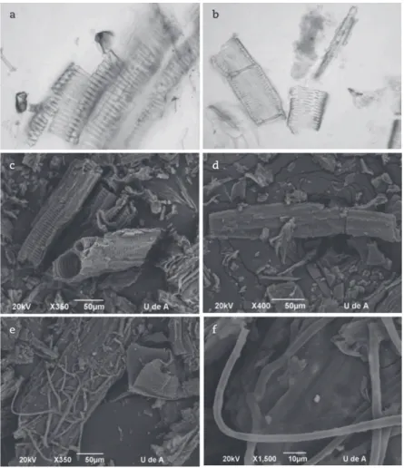 Figure 4 – Conducting system in T. officinale and H. radicata roots. Optical microscope images of xylem vessels in T