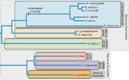 Figure 1 - Phylogram of the 12 sequenced species of Drosophila, derived using pairwise genomic mutation distances and the  neighbor-joining method (adapted from [25]) 
