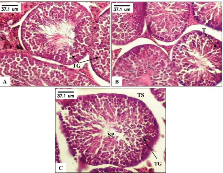 Fig. 2 – Cross-section of rat testis treated with Copaifera multijuga oil (Cm) for eight weeks