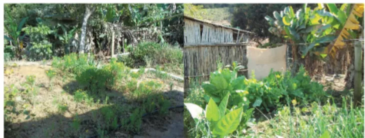 Figure 2 - Two of the home gardens of the rural properties  visited.