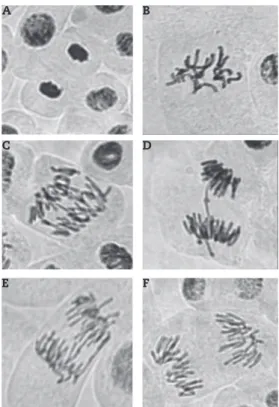 Figure 1 - Some chromosome aberrations of Allium cepa  treated with root, stem and leaf extracts of L