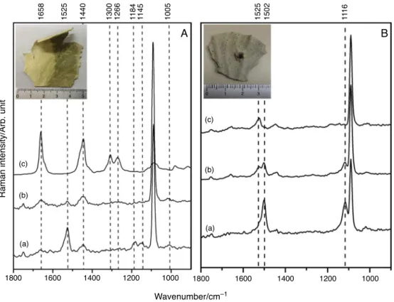 Fig. 5. Micro Raman analysis: Panel A: in situ Raman spectra from Phyllogorgia dilatata tissues