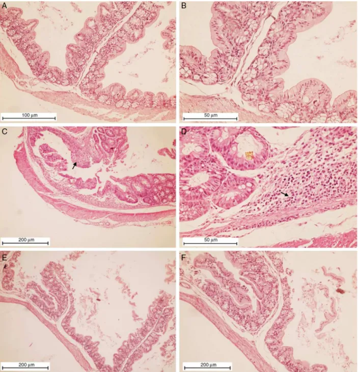 Fig. 2. Tissue damage in the colon of mice with DSS-induced colitis treated with methanolic extract of Caulerpa mexicana