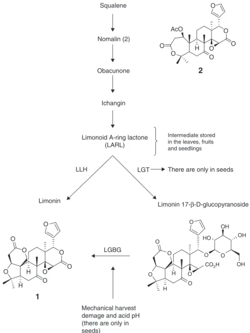 Fig. 5. Major enzymes involved in the keysteps of limonoid biosynthesis in Citrus. LGT, limonoid glucosyltransferase; LLH, limonoid d-ring lactone hydrolase; LGBG, limonoid glucoside ␤-glucosidase.
