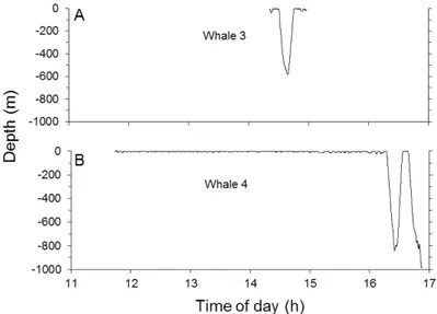 Fig. 4.  Dive profiles in relation to local time of day for whales 3 (A) and 4 (B). The last  dive of whale 4 is incomplete due to tag detachment at depth