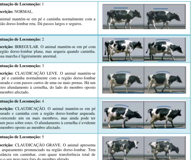 Figura 3.2 - Pontuação da locomoção e critérios de avaliação dos animais. 