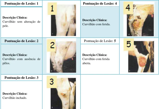 Figura 3.4 - Pontuação de lesões no curvilhão e critérios de avaliação dos animais. 