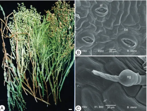 Fig. 1. Baccharis pentaptera (Less.) DC., Asteraceae. (A) General aspect; (B) face view of epidermal cells, stoma (st) and striated cuticle (cu) by SEM; (C) surface view of epidermis showing flagelliform non-glandular trichome (ng) (SEM)