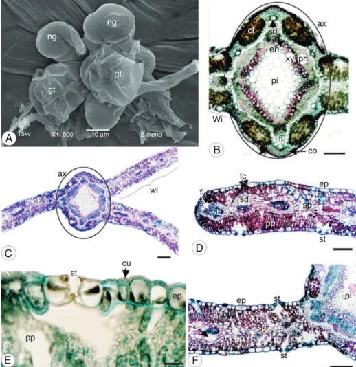 Fig. 2. Baccharis pentaptera (Less.) DC., Asteraceae. (A) Surface view of epidermal cells exhibiting biseriate glandular trichomes (gt) and non-glandular trichomes (ng) in cluster by SEM; (B) cladode in cross-section showing axis (ax), chlorenchyma (cl), c