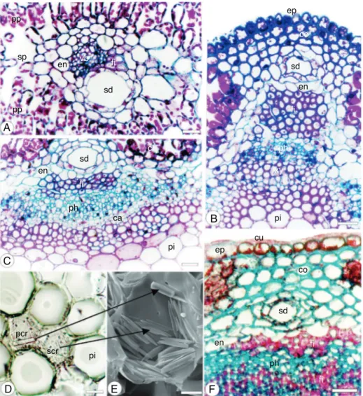 Figure 3. Baccharis pentaptera (Less.) DC., Asteraceae – Cladode in cross-section. (A) Detail of wing, showing a minor vascular bundle (vb), endodermis (en), fibers (fi), palisade parenchyma (pp), spongy parenchyma (sp) and secretory duct (sd)