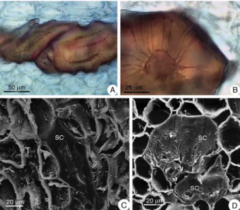 Fig. 5. Group of sclereids in rhizome of Limonium brasiliense in radial section (A and C) and detail of secondary wall in cross section (B) with multiple layers (D)