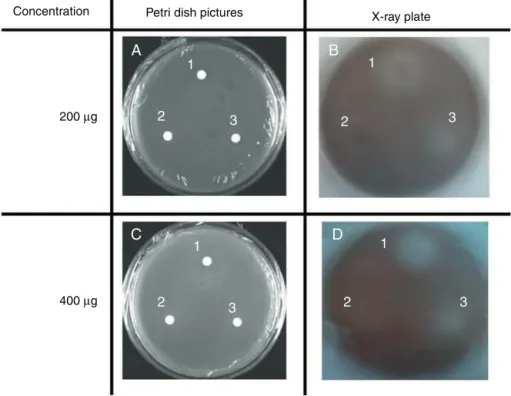 Fig. 1. Disc diffusion assay showing inhibition of bioluminescence of Escherichia coli pSB401 coupled with P
