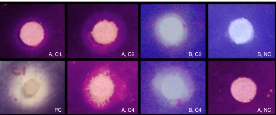 Fig. 2. Disc diffusion assay showing inhibition of violaceina production in C. violaceum ATCC 31532