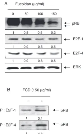 Fig. 5. Induction of hypophosphorylation of pRB and enhanced association of pRB and E2Fs by fucoidan treatment in EJ cells