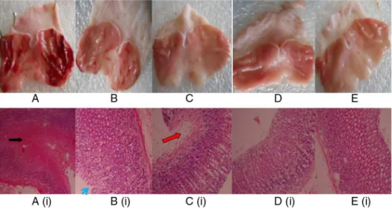 Fig. 3. Histological examination (20× magnifications) of the ethanol-induced gastric mucosal damage in rats