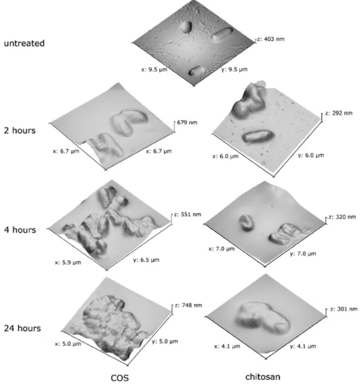 Fig. 1 (left) shows images from samples treated with COS for 2, 4 and 24 h. The samples treated for 2 h showed few differences to the control bacteria