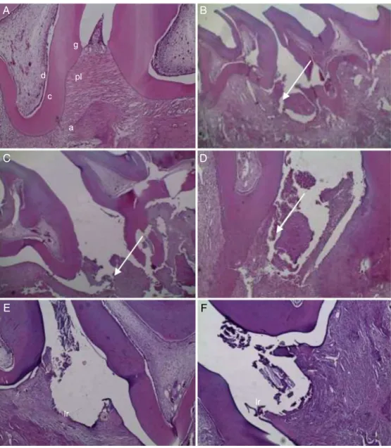 Fig. 1. Histopatological images of the naïve (A), NT (B), V (C), GS5% (D), GS10% (E) and D10% (F) gel groups