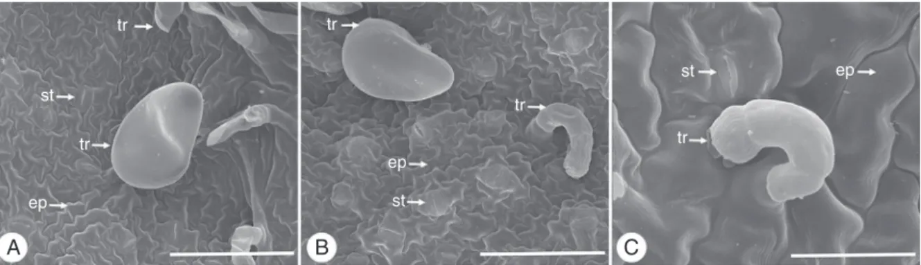 Fig. 5. Dysphania ambrosioides (L.) Mosyakin &amp; Clemants, SEM of the leaf blade. (A) View of the abaxial face showing epidermal (ep) cells with sinuous walls, stomata (st) and non-glandular and glandular trichomes (tr); (B) View of the abaxial face show