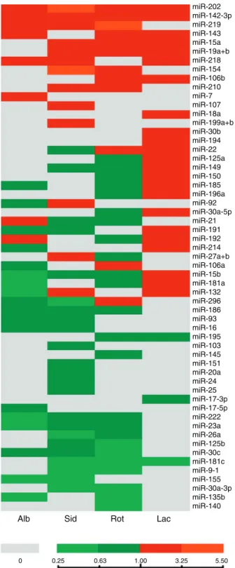 Fig. 2. Heatmap of differentially expressed microRNAs in CT26.WT cell line after treatment with Lippia oils