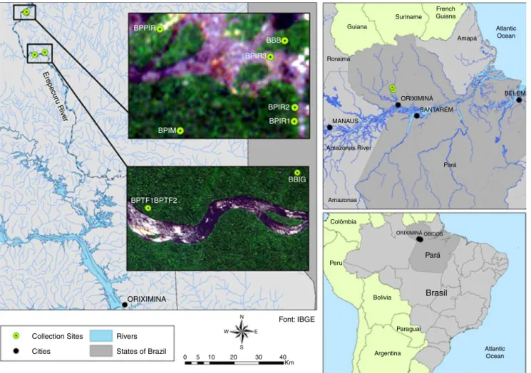 Fig. 1. Map representing the quilombola area of the Alto Erepecurú (High Erepecuru) region, Pará State, Brazil, with collection sites: BBIM – black breu Mel Island; BBPIR – black breu Cachoeira da Pirara; BBIR 1 – black breu Ilha do Recanto 1; BBIR 2 – bla