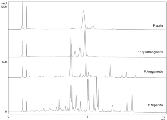 Fig. 2. UPLC chromatogram of flavonoids from aqueous extracts of the leaves of Passiflora species