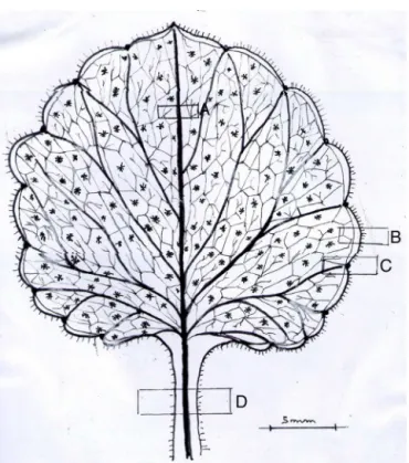 Fig. 1. Clarified leaf, surface view: A: central bundle; B: leaf margin; C: lateral bun- bun-dle; D: petiole.
