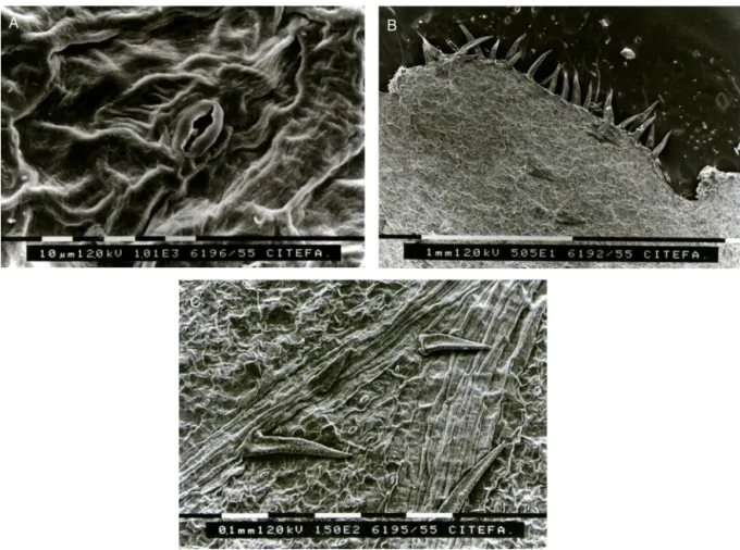 Fig. 3. Electronic scanning microscope: (A) stomata, (B) simple hair and stomata, and (C) simple hair in the leaf margin.