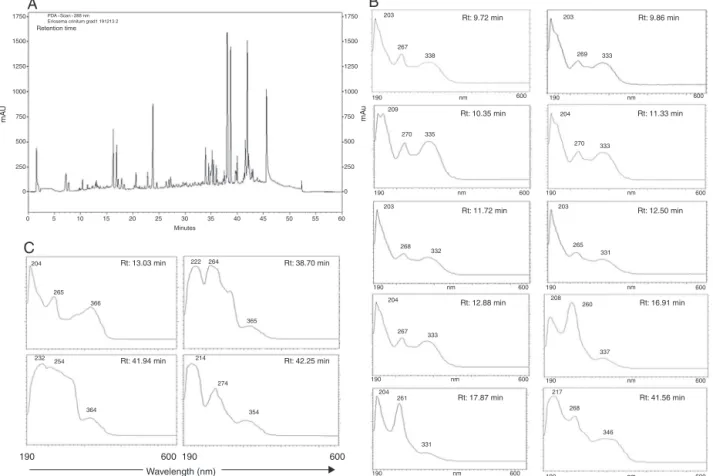 Fig. 2. Chemical analysis of DEEC. HPLC-PAD chromatogram of DEEC, monitored at 288 nm (A) and UV/VIS spectra (190–600 nm), indicating the presence of flavones (B) and flavonols (C).