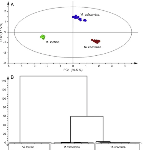 Fig. 2. Principal component analysis (PCA) score plots (A) and hierarchical cluster analysis (HCA) showing separation of samples representing the three Momordica species based on their phytochemical content.