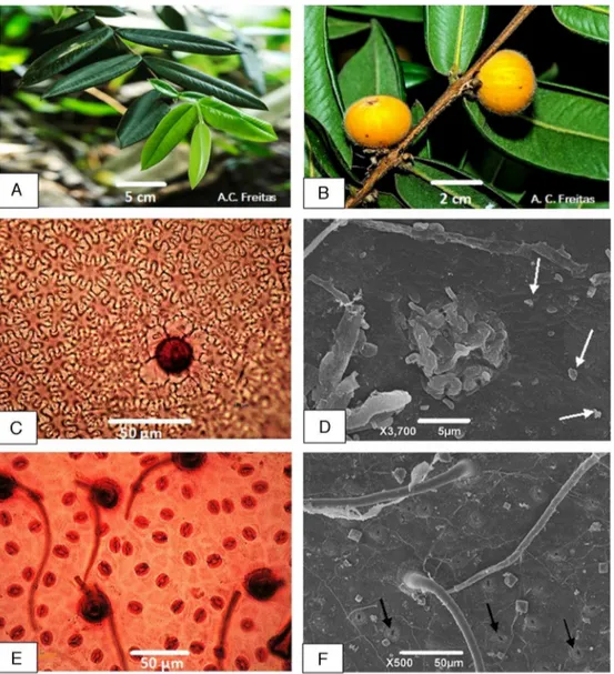 Fig. 1. Myrciaria glomerata – (A) Branch with opposite leaves; (B) Detail of the abaxial side of the leaves and ripe fruits