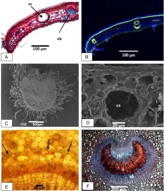 Fig. 3. Myrciaria glomerata – (A) cross section of leaf margin: sc = secretory cavity; vb = vascular bundle