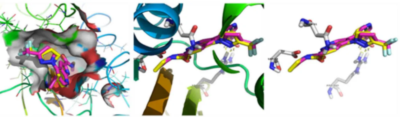 Fig. 6. Putative binding pose of compound 2-hydroxy-9,10-anthraquinone (1) with topoisomerase