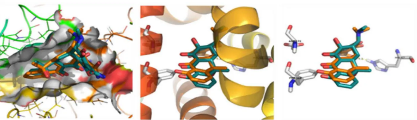 Fig. 7. Putative binding pose of compound 2-hydroxy-9,10-anthraquinone (1) with TtgR. Docking of compound 2-hydroxy-9,10-anthraquinone with TtgR (A – method validation and B – docking with amino acids).