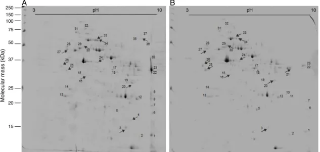 Fig. 1. Effect of (−)-6,6 ′ -dinitrohinokinin on Schistosoma mansoni adult protein profile
