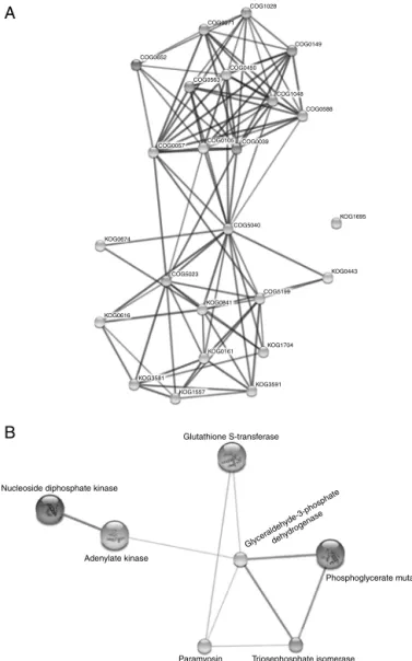 Fig. 3. Network of interactions from Schistosoma mansoni proteins affected by exposure to DNH