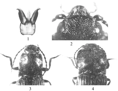 Figs 1-4: Athous pomboi n. sp.: Aedeagus in dorsal view (0,95 mm) (1). Enlarged view of the frons of male (2)