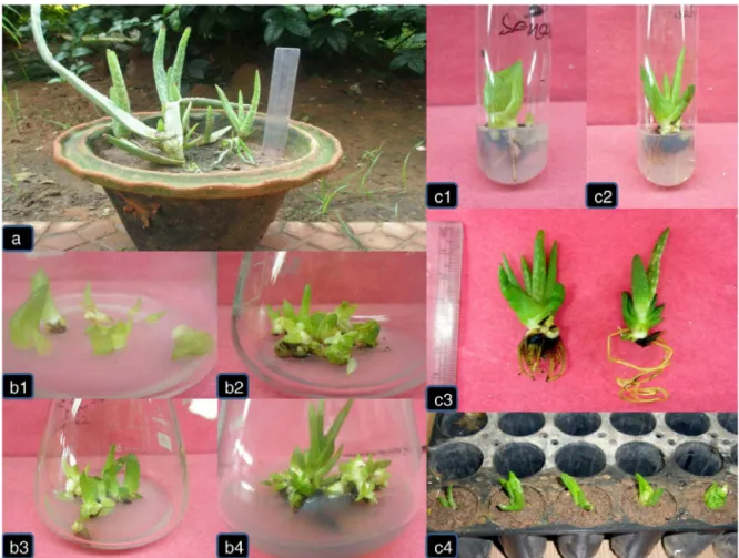 Fig. 1. Different stages of tissue culture in Aloe vera plants: a. explant source, b. (1–4)