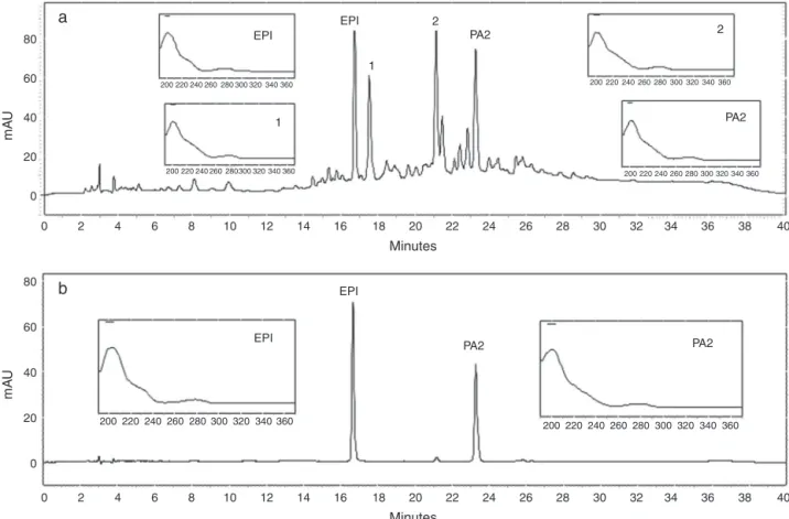 Fig. 1. Chromatographic profile of Litchi chinensis sample solution at 3 mg ml −1 (a); EPI and PA2 at 100 ␮g ml −1 (b).