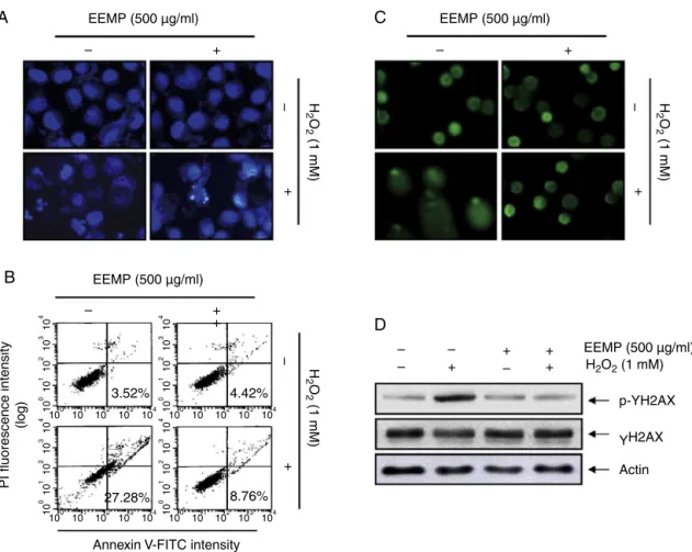 Fig. 3. Protection of H 2 O 2 -induced apoptosis and DNA damage by EEPM in C2C12 cells