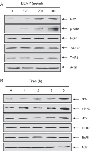 Fig. 4. Induction of Nrf2 and HO-1 expression by EEPM in C2C12 cells. Cells were incubated with the indicated concentrations of EEPM for 6 h (A) or 500 ␮ g/ml EEPM for the indicated time periods (B)