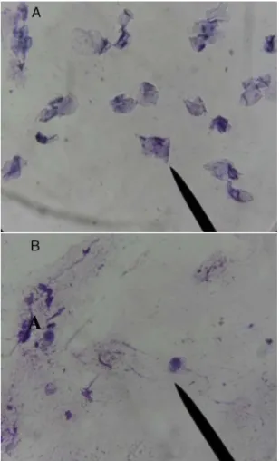 Fig. 2. Histopathological view of the experimental groups. The images are presented were stained with HxE
