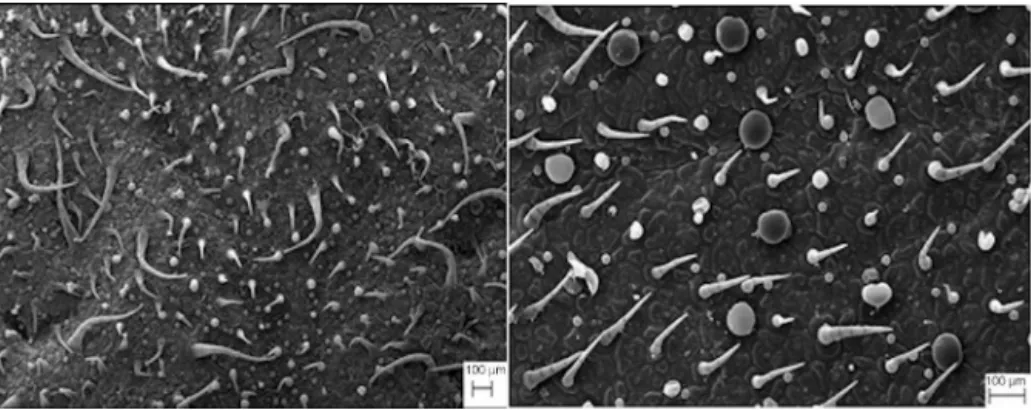 Fig. 8. A Scanning Electron Micrograph of ex vitro plants. A, adaxial face. B, abaxial sides.