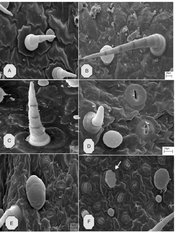 Fig. 5. Scanning Electron Micrograph of non-glandular (A–D) and glandular peltate trichomes (E–F) in leaves of in vitro Plectranthus ornatus.