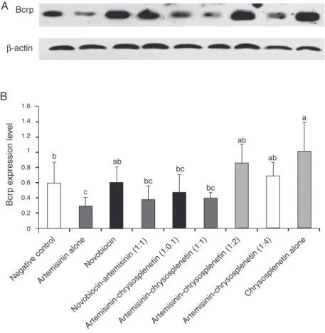Fig. 1. Effect of chrysosplenetin per se or in combination with artemisinin on Bcrp expression level in mice small intestine