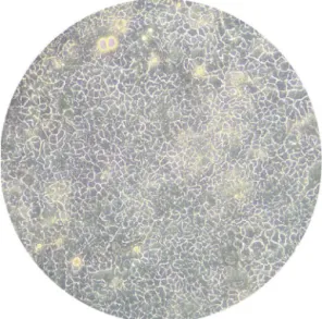 Fig. 1. Caco-2 cells growth situation.