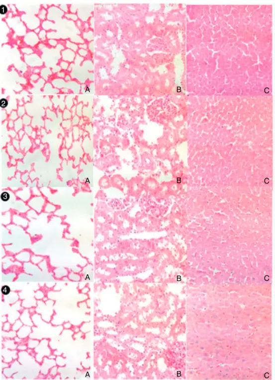 Fig. 4. Lung (A), kidney (B) or liver (C) histology of male rats treated with vehicle or C