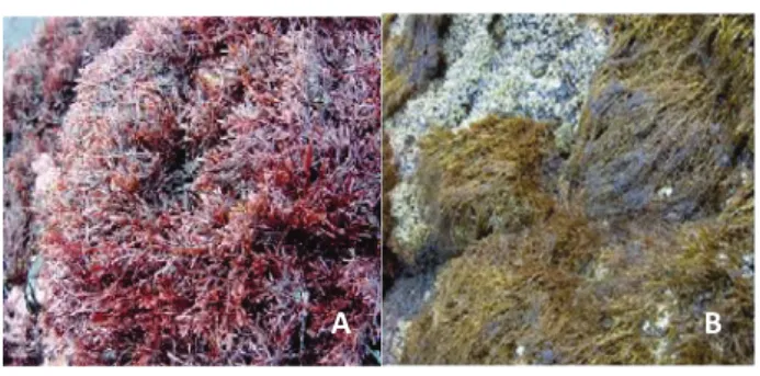 Figura I.3. Macroalgas marinhas açorianas utilizadas na indústria.  