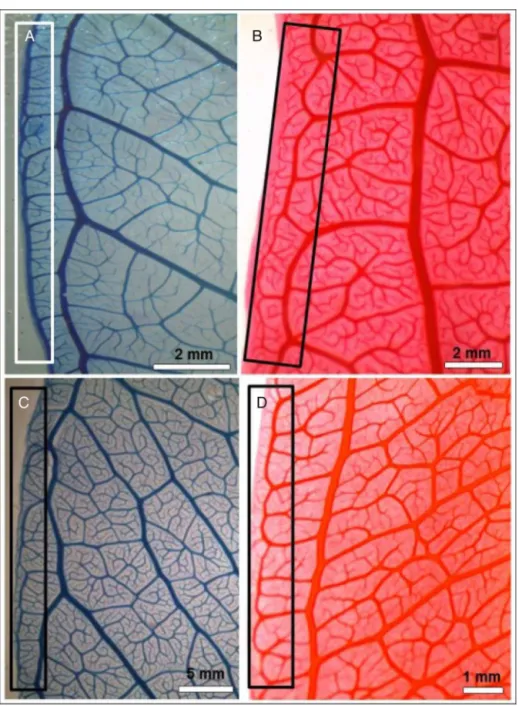 Fig. 4. Psidium spp. marginal ultimate venation. (A) P. firmum, marginal ultimate venation of fimbrial type (rectangle); (B) P