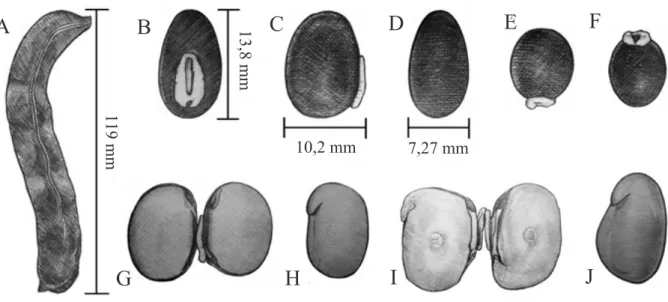 Figura 3 - Aspectos morfológicos do fruto e da semente de Mucuna atterrima. A - fruto; B - vista da região ventral da semente, evidenciando  o hilo e o arilo; C - vista do bordo lateral da semente; D - vista da região dorsal da semente; E - vista da região