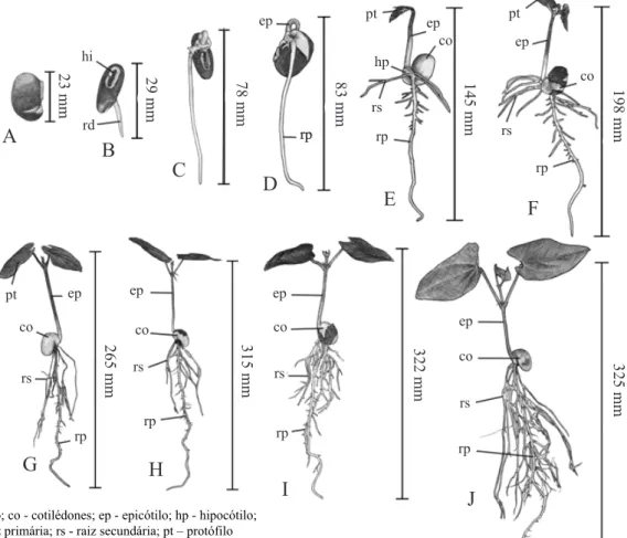 Figura 4 - Aspectos morfológicos da germinação da semente e desenvolvimento de plântulas de Mucuna atterrima